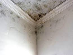 Environmental Consulting for Mold Prevention in Dresden, OH